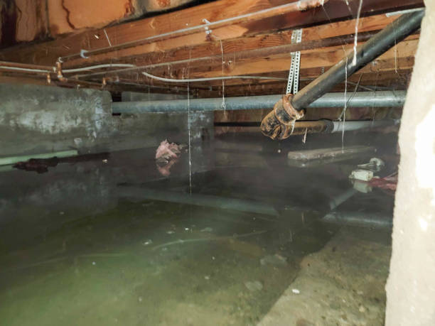 Best Local water damage restoration  in Pacific, MO